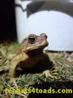 /home//u458753944/public_html/sourcegallery//Roxborough Toad Detour/2022/2022-03-07/P3070848.JPG